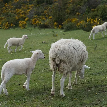 Terres De Barrejat *